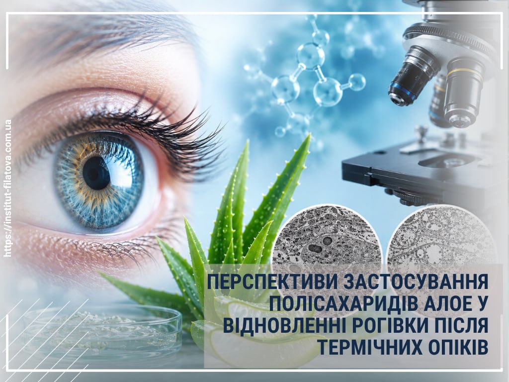 ПЕРСПЕКТИВИ ЗАСТОСУВАННЯ ПОЛІСАХАРИДІВ АЛОЕ У ВІДНОВЛЕННІ РОГІВКИ ПІСЛЯ ТЕРМІЧНИХ ОПІКІВ